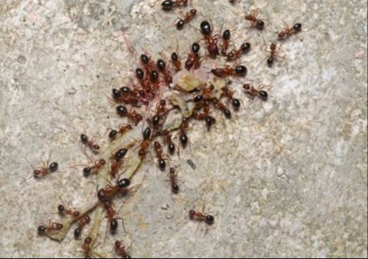 Image of ants - Pleasanton ant control