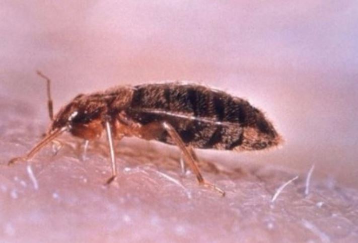 an image of a bed bug infestation in pleasanton, ca