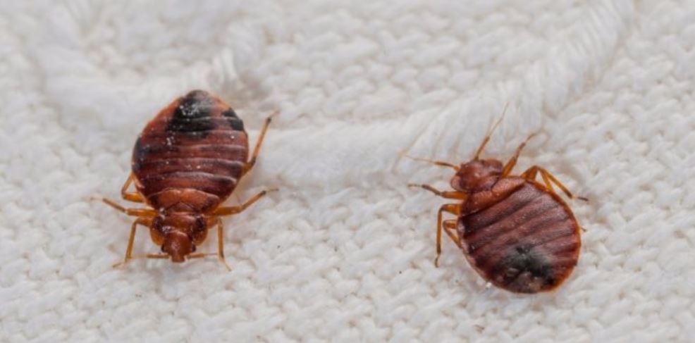 an image of a bed bug infestation in pleasanton
