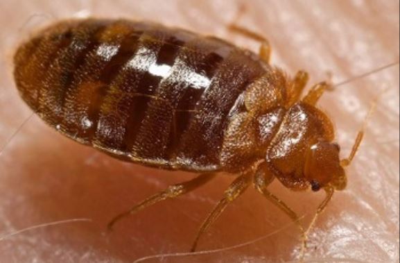 this is a picture of bed bug for extermination in pleasanton, ca