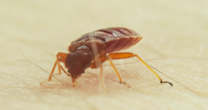 this is a pleasanton bed bug exterminator image