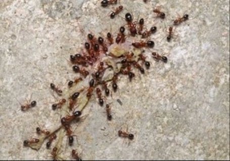This is an image of fire ant control pleasanton, california.