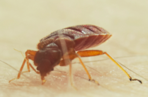 this is a pleasanton bed bug exterminator image