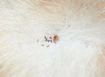 Image of fleas - Pleasanton flea exterminator