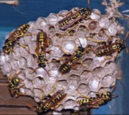Wasps that were alive before Pleasanton insect exterminators got a hold of them