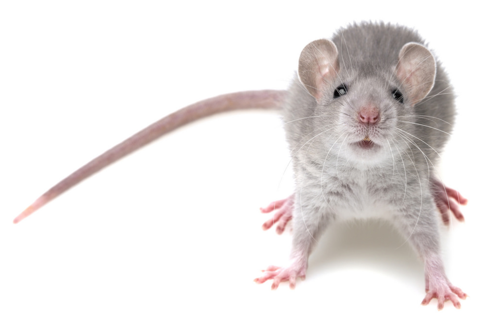 This is a picture of a mice - mice control Pleasanton