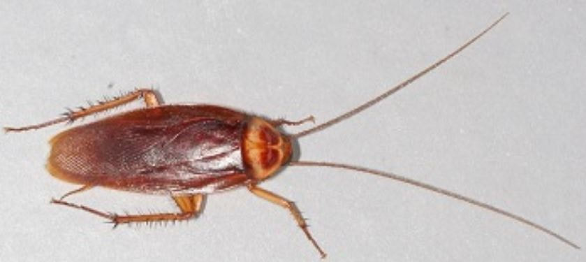 this is a picture of lodi cockroach control