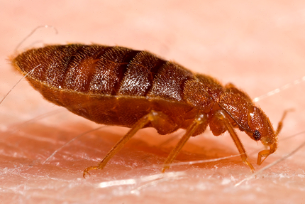 This is a picture of a bed bug- Pleasanton bed bug exterminator