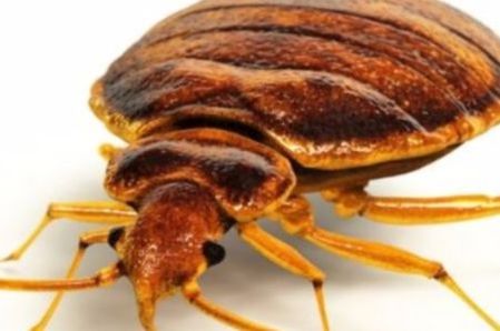 an image of a crawling bed bug in pleasanton, ca
