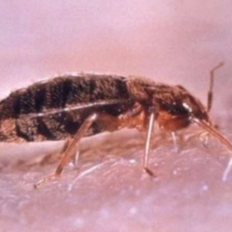 a picture of a bed bug in pleasanton, ca