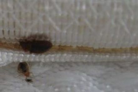 this is an image of bed bug control in pleasanton, ca