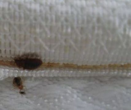 this is an image of bed bug control in pleasanton