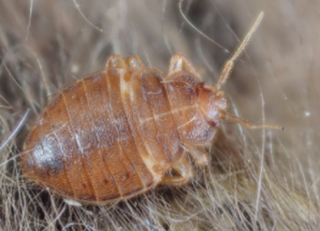 bedbug in hair that will be killed