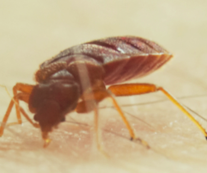this is a picture of bed bug control pleasanton