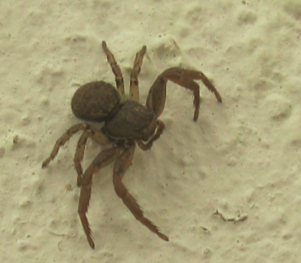 this is an image for crab spider exterminator in pleasanton, ca