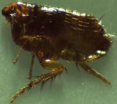 this is an image for flea control exterminator in pleasanton, ca
