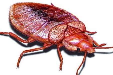 a picture of a young bed bug in pleasanton