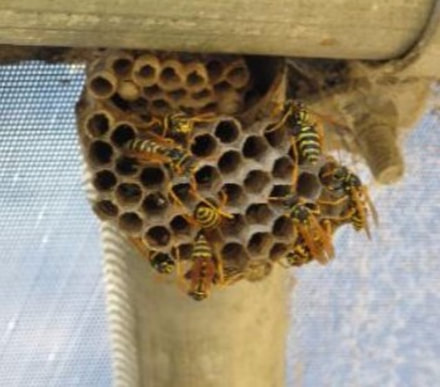 This is a picture of a wasp hive - wasps exterminator pleasanton