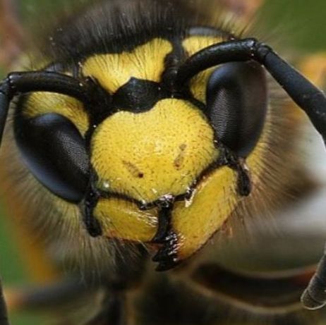 an image of an infested yellow jacket in pleasanton