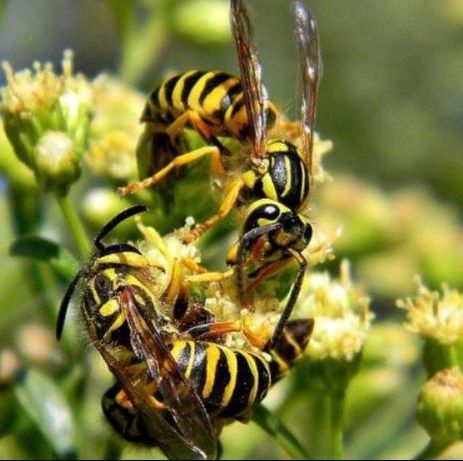 an image of a yellow jacket infestation in pleasanton, ca