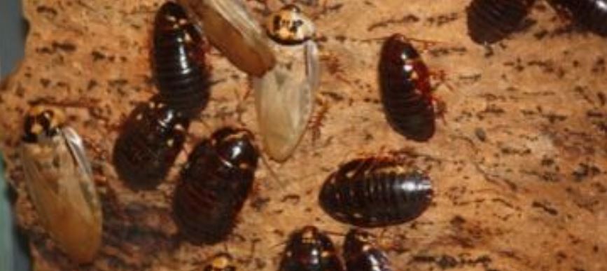 this is an image of roach pest control services in pleasanton, ca
