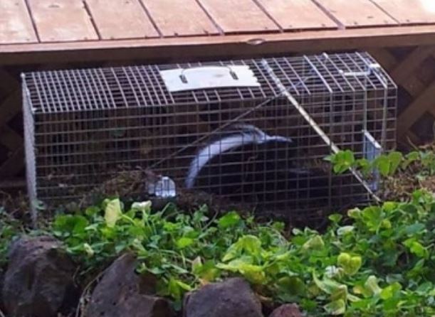 this is an image of skunk control company