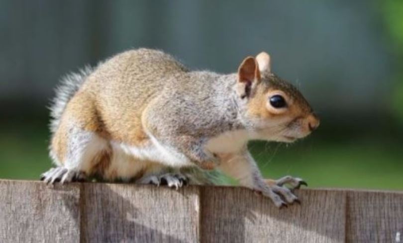 an image of a squirrel control in pleasanton, ca