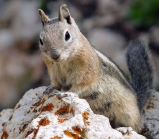 an image of a curious squirrel in pleasanton, ca
