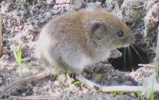 this is a picture of a vole extermination pleasanton