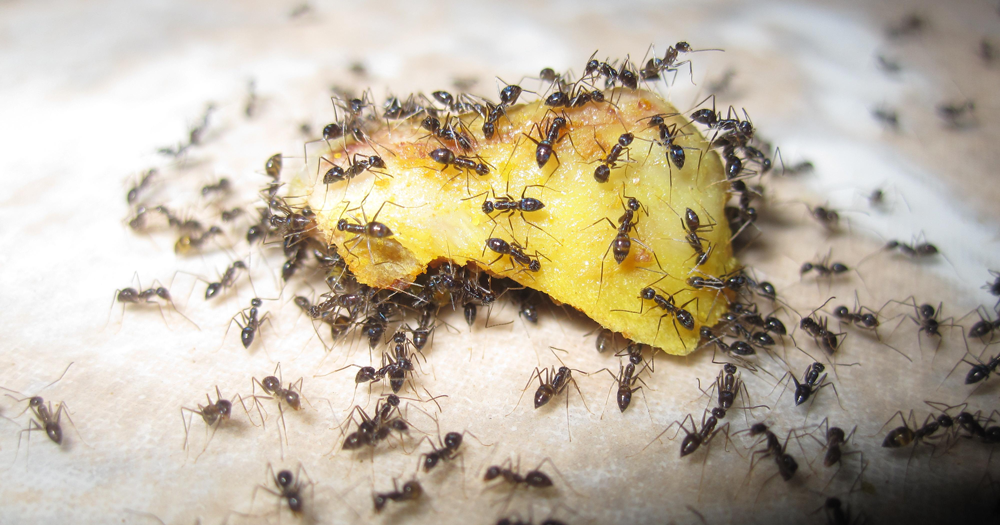 This is a picture of ants eating a fruit - Pleasanton ant control