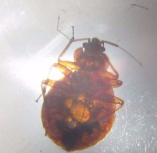 a picture of a infested bed bug in pleasanton, ca