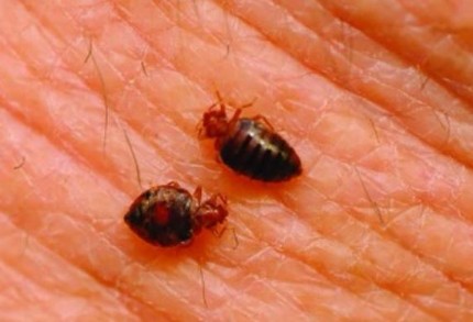 Image of a cockroach - Pleasanton cockroach exterminator
