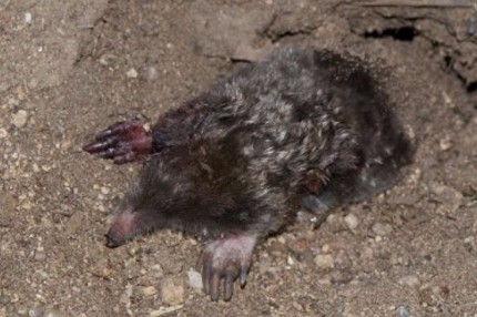 This is a picture of a mole - mole control Pleasanton