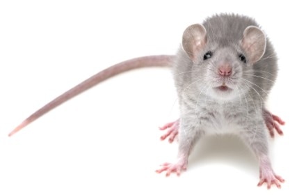 Picture of a rat - roof rat control in Pleasanton, CA