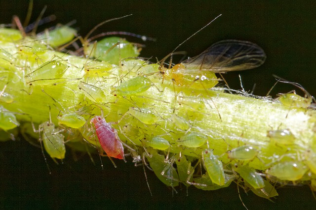an image of aphid in Pleasanton, CA