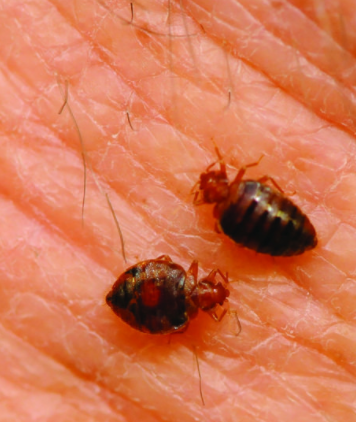 picture of two bed bugs that need to be exterminated