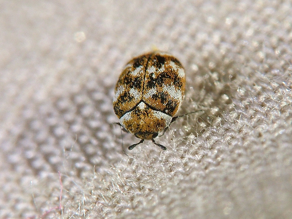 this is a picture of carpet beetle in Pleasanton, CA
