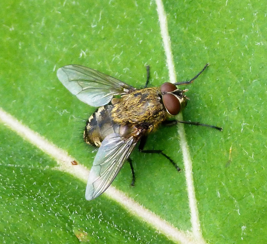 an image of cluster fly in Pleasanton, CA