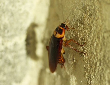 Image of a cockroach - Pleasanton cockroach exterminator