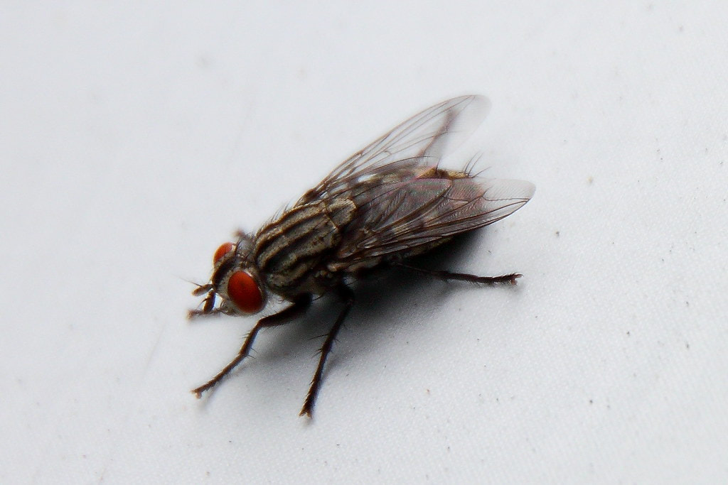 an image of fly in Pleasanton, CA