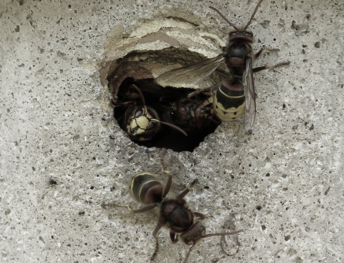 this is a picture of hornets in Pleasanton, CA