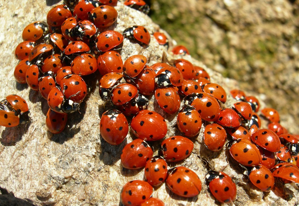 an image of ladybugs in Pleasanton, CA