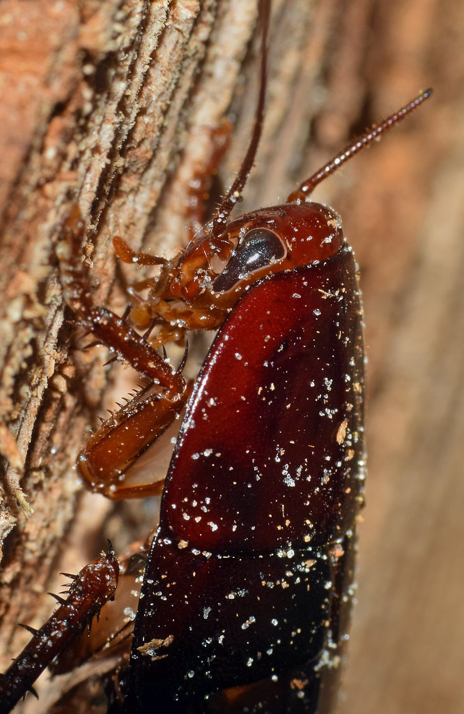 an image of palmetto bug in Pleasanton,  CA