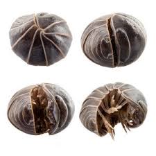 an image of pill bugs in Pleasanton, CA