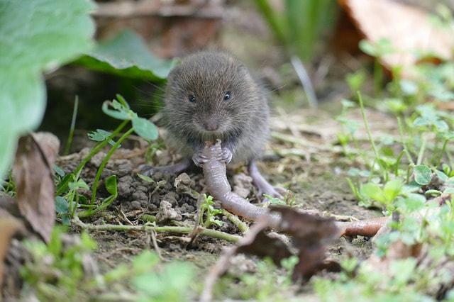 this is a picture of voles in Pleasanton, CA