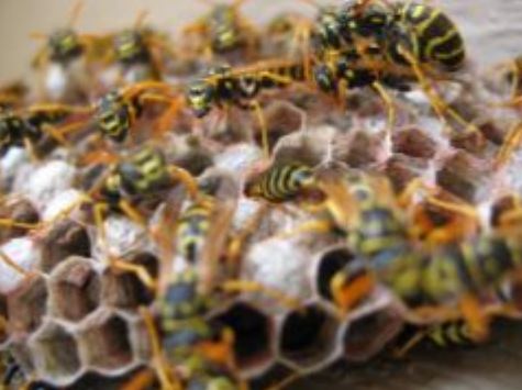 an image of Pleasanton wasp