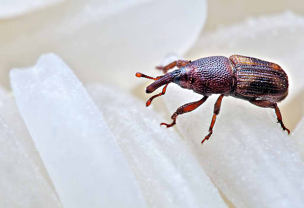 this is a picture of weevils in Pleasanton, CA