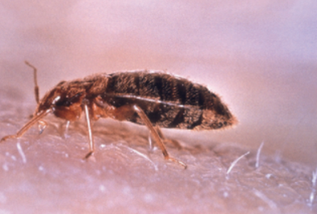 this is a picture of bed bug control in pleasanton