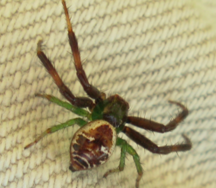 this is a picture of crab spider in pleasanton, ca for exterminator services