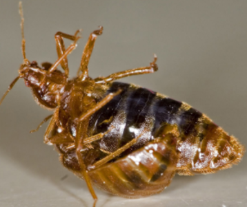 Picture of a bed bug on its back that we will spray
